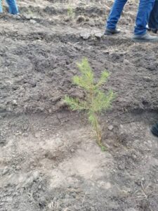 В Петропавловске прошла акция «Посади дерево» 8 В Петропавловске прошла акция «Посади дерево»