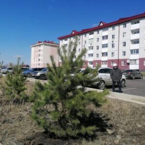 Пирамидальные тополя и яблони начали высаживать в Петропавловске