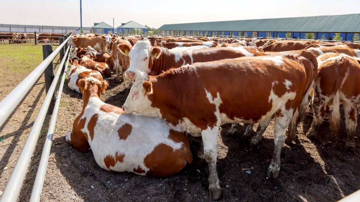 Глава Правительства встретился с североказахстанскими аграриями 8 Глава Правительства встретился с североказахстанскими аграриями
